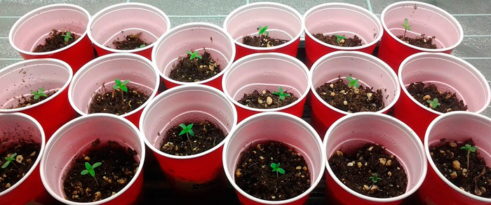 увеличить урожай конопли