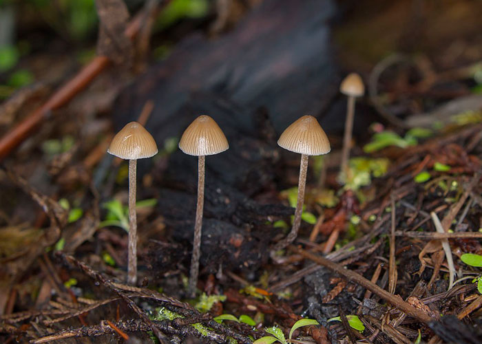 Законны ли псилоцибиновые грибы