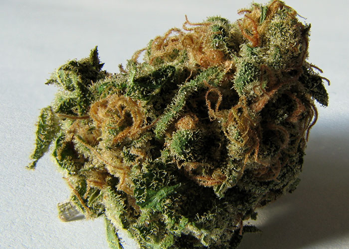 Что делать с шишками после сбора урожая конопли?