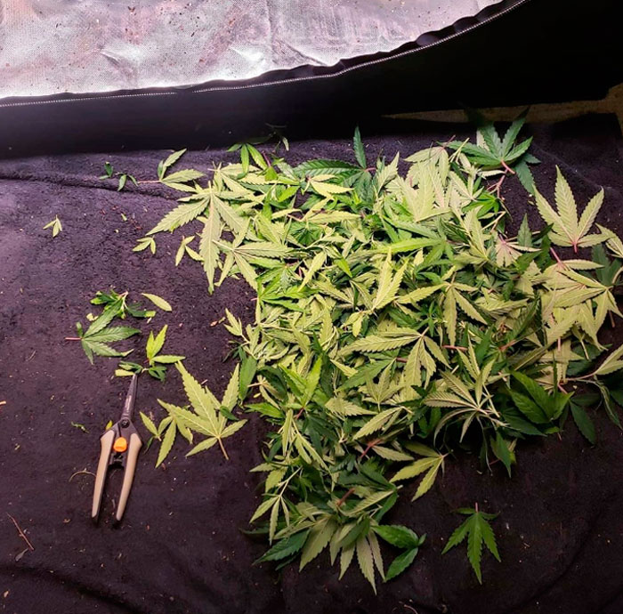 Конопляный практикум: дефолиация в фотографиях с пояснениями