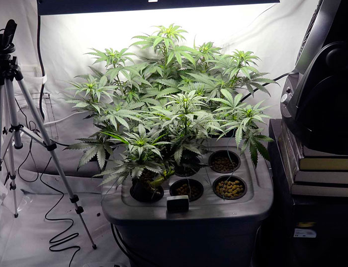 Конопляный практикум: дефолиация в фотографиях с пояснениями