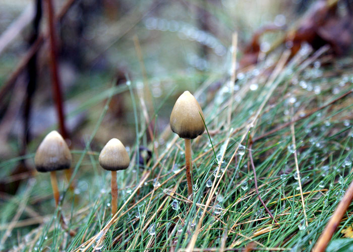 Описание псилоцибиновых грибов