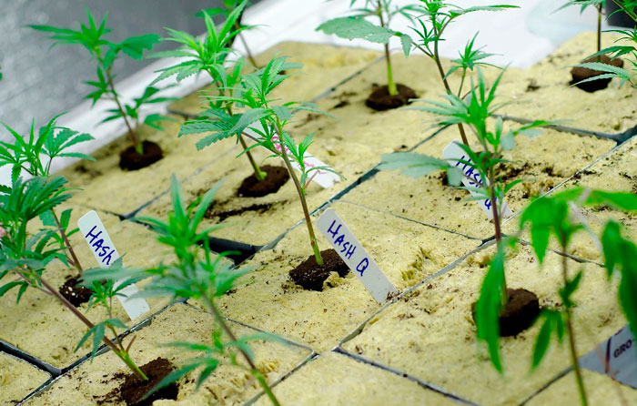 Клонирование конопли