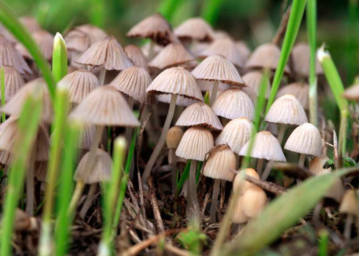 Как узнать галлюциногенные грибы?