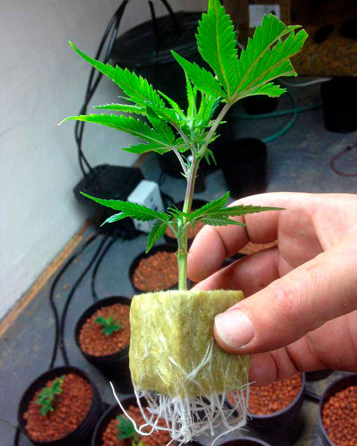 Клонирование конопли
