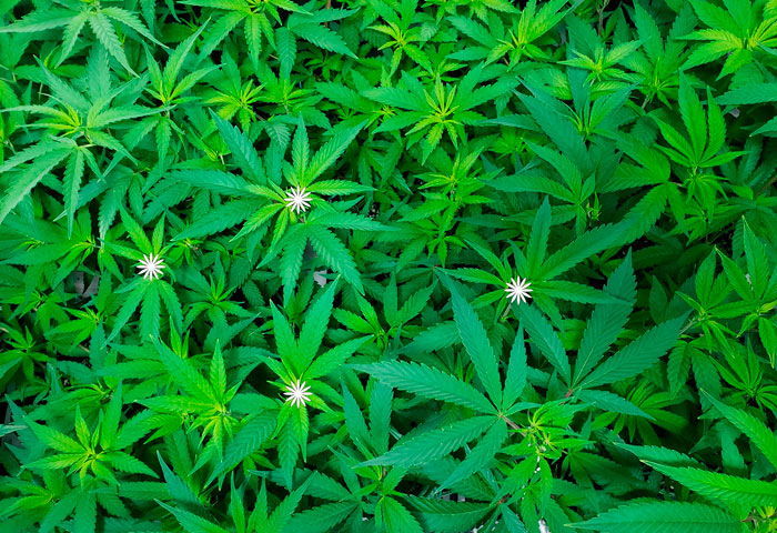 Конопляный практикум: дефолиация в фотографиях с пояснениями