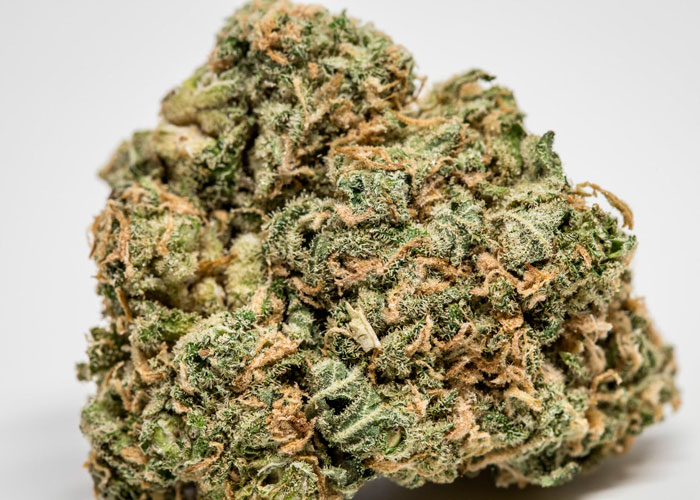 Что делать с шишками после сбора урожая конопли?