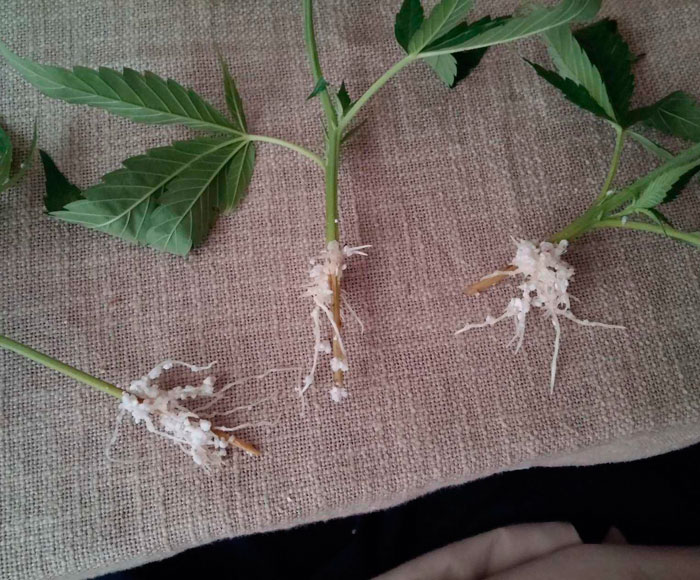 Клонирование конопли