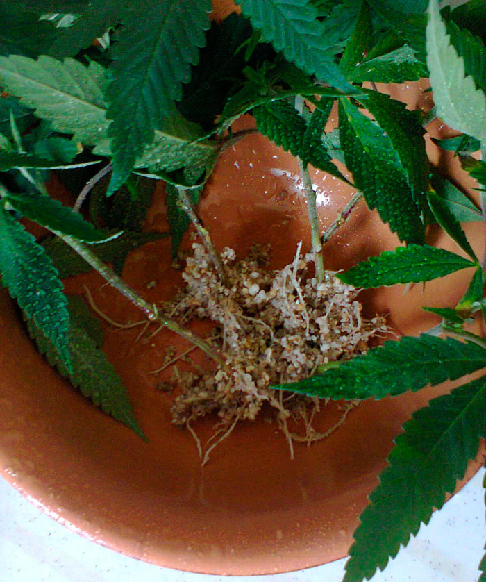 Клонирование конопли