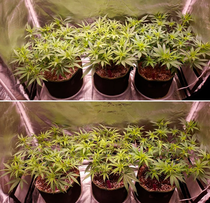 Конопляный практикум: дефолиация в фотографиях с пояснениями