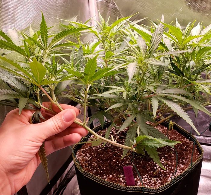 Конопляный практикум: дефолиация в фотографиях с пояснениями