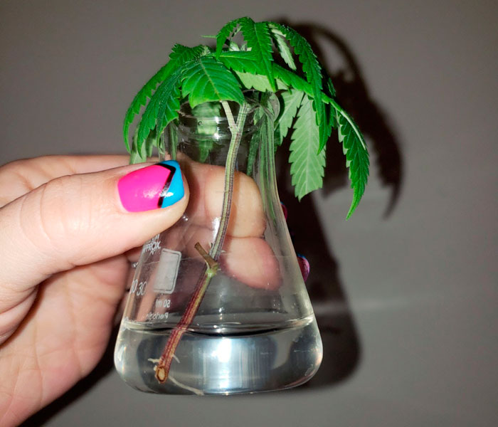 Клонирование конопли