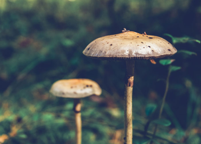 Псилоцибиновые грибы: что это такое и где их найти?