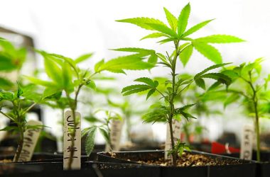 Клонирование конопли