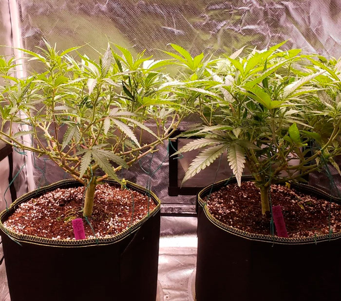 Конопляный практикум: дефолиация в фотографиях с пояснениями