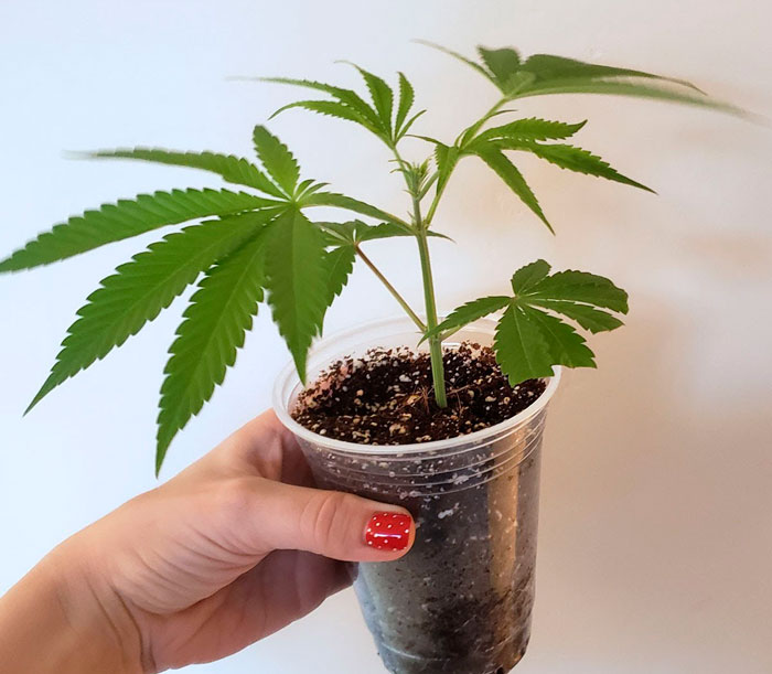 Клонирование конопли