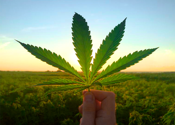 Лучшие уличные сорта конопли