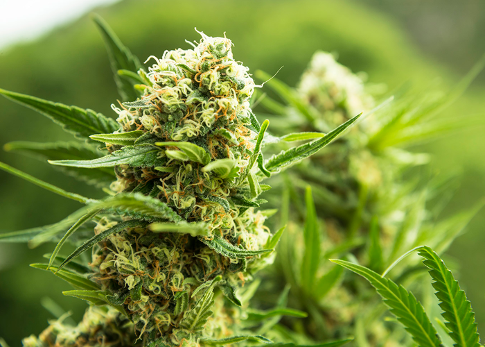 Правила выбора фотопериодных сортов конопли в аутдоре