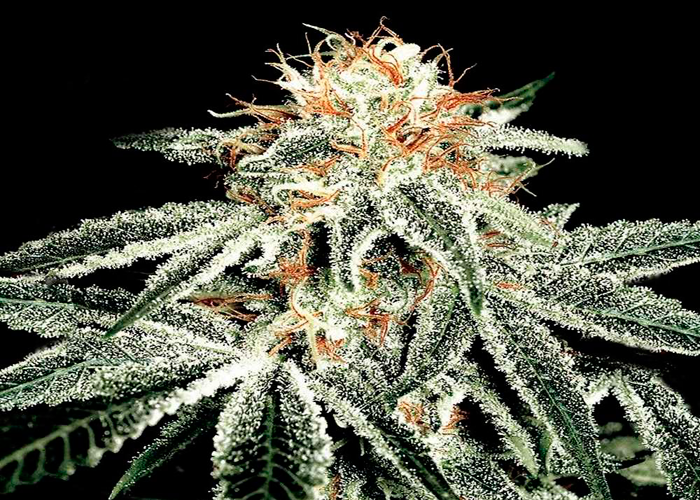 Секреты коноплевода: выбираем лучшие сорта каннабиса для аутдора