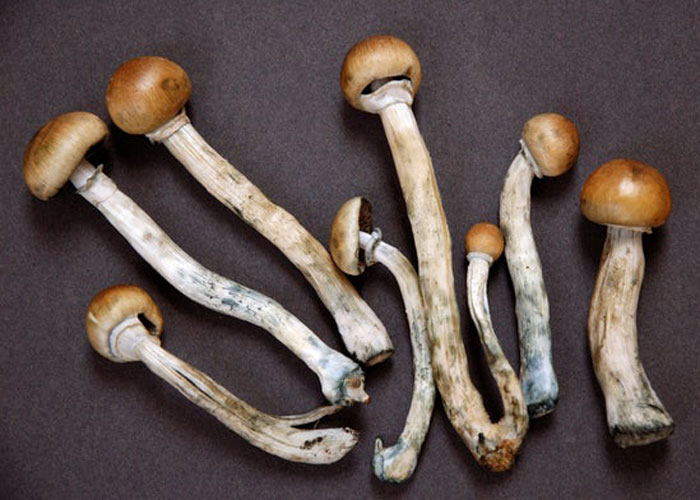 Особенности дегустации псилоцибиновых грибочков