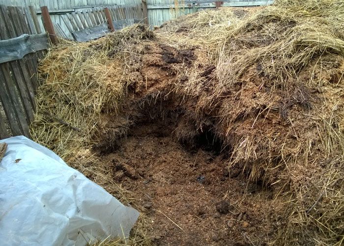 Удобряем марихуану навозом