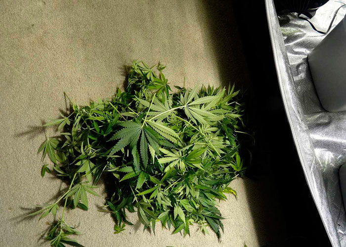 Ошибки при дефолиации