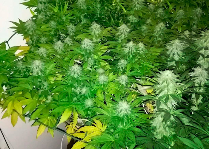 Проблемы мейнлайнинга