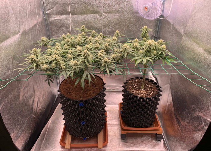 Проблемы с ScrOG