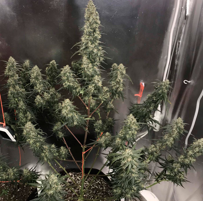 Топ автоцветущих сортов