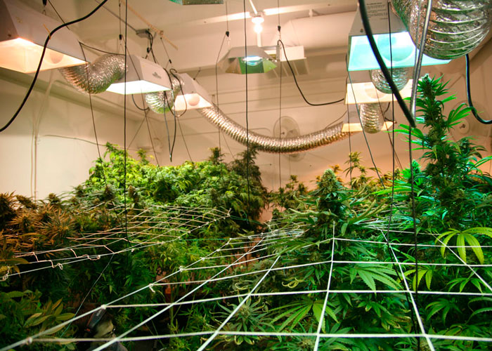 Выращивание марихуаны по методу ScrOG