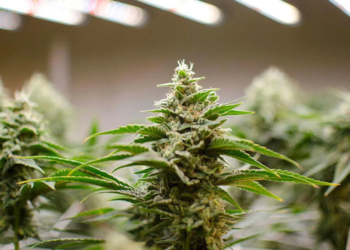 Чем отличаются сорта марихуаны