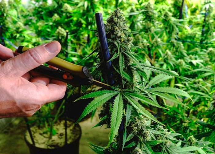 Правильное удаление лишних листьев