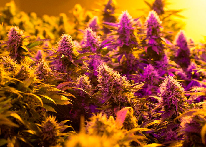 Лучшие сорта