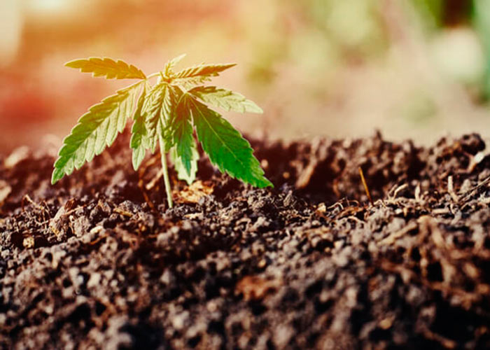 Болезнетворные микроорганизмы и грибковые заболевания