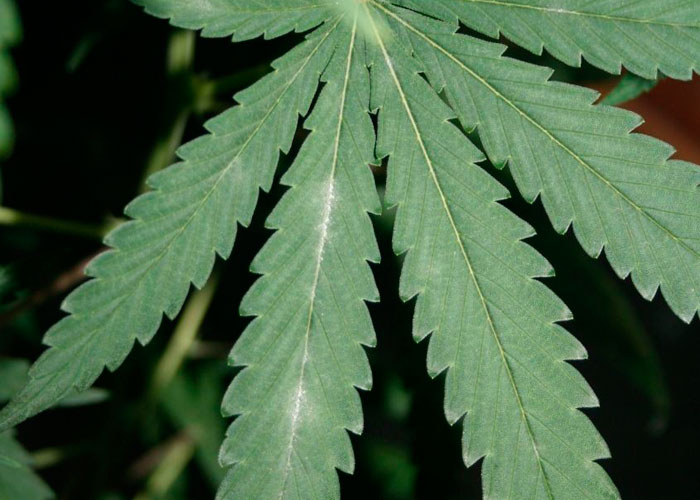 Мучнистая роса