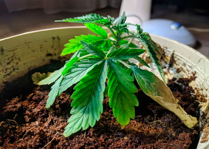 Нехватка влаги