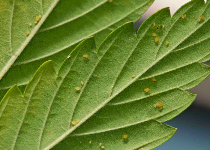 Ползающие враги конопли