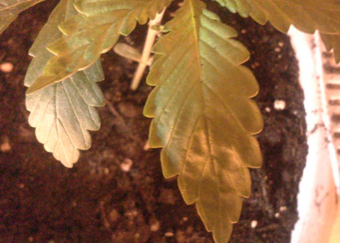 Нарушение кислотно-щелочного баланса