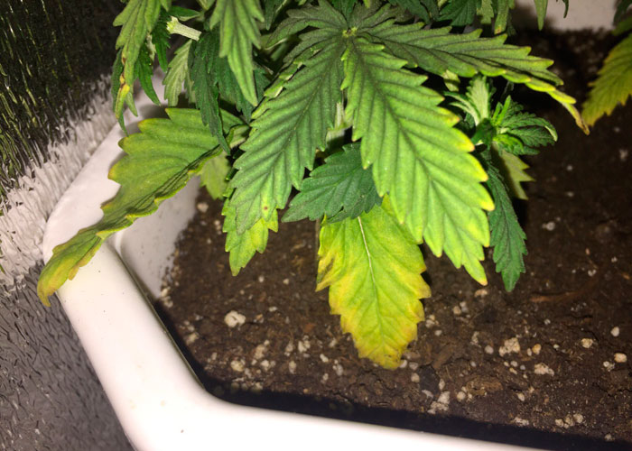 Ошибки гровера