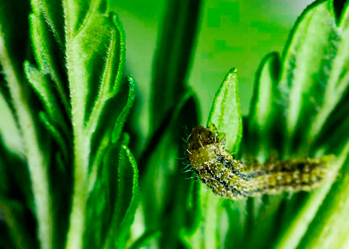Гусеницы и личинки