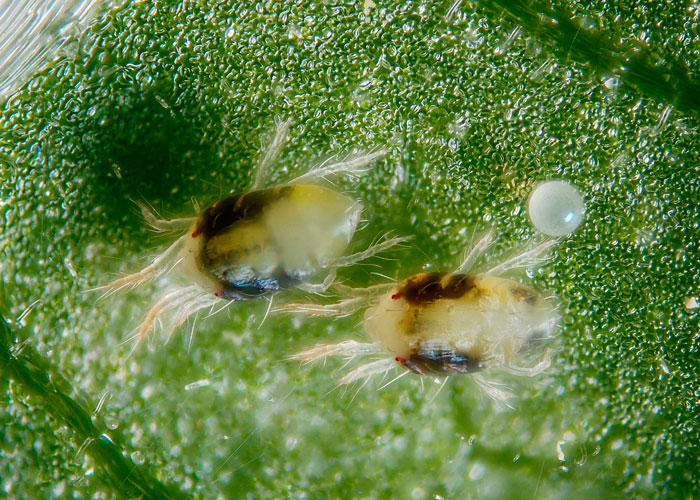 Паутинный клещ