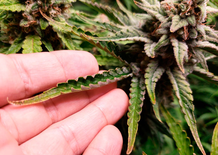 Ожоги от света