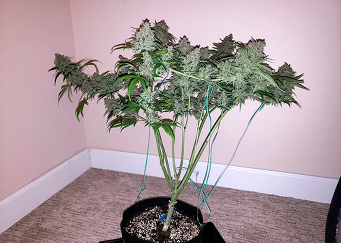 Особенности методики