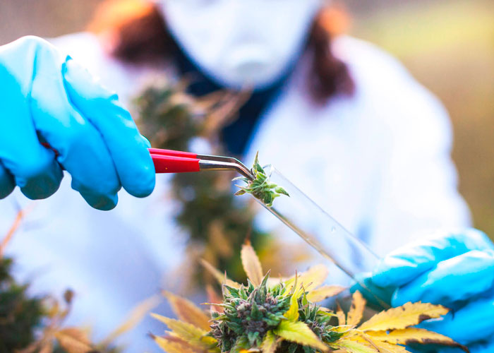 Курение марихуаны не снижает мотивацию