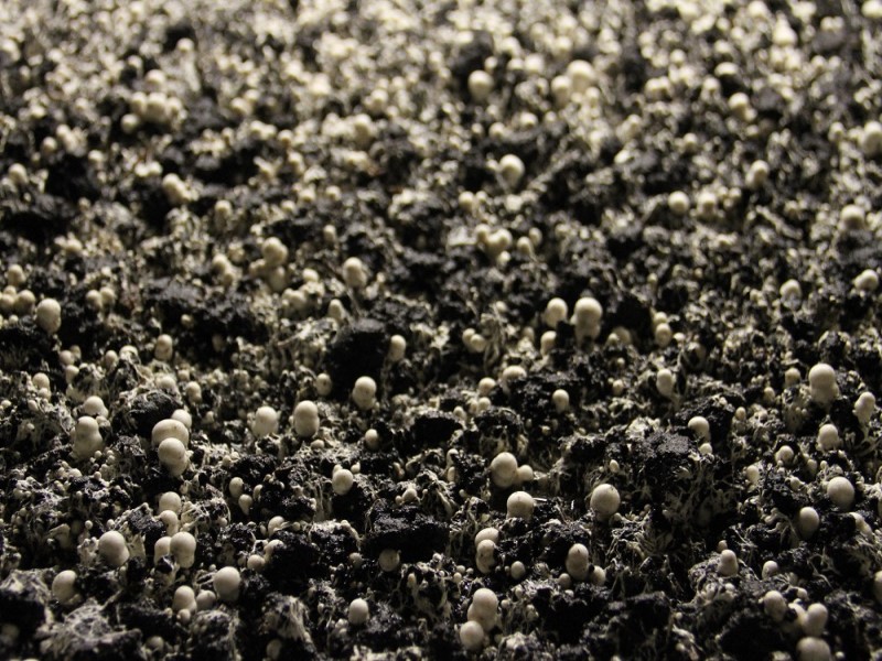 Начало выращивания волшебных грибов