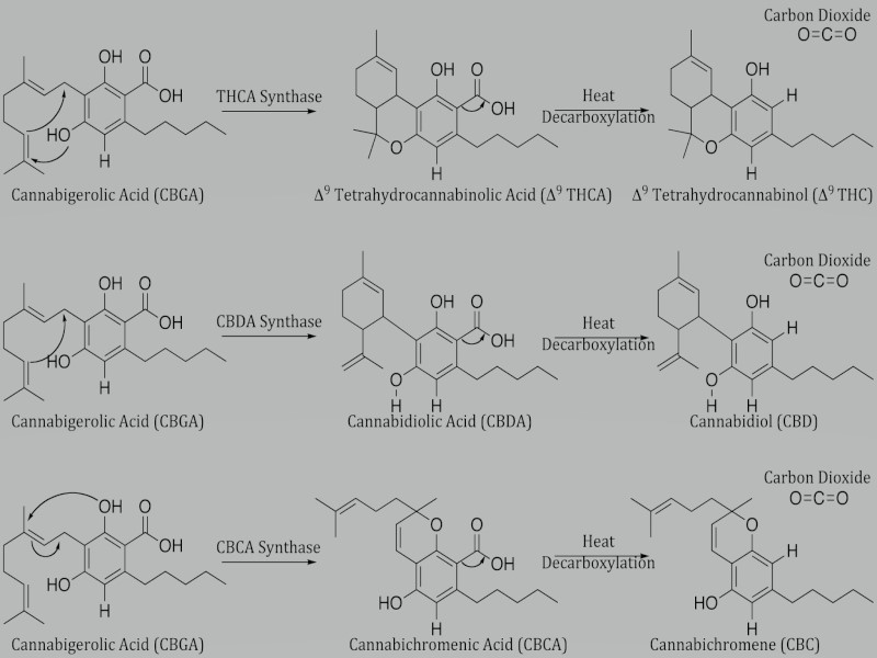Трихомы каннабиса
