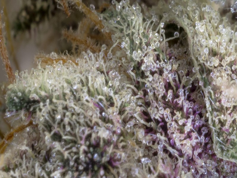 Трихомы каннабиса