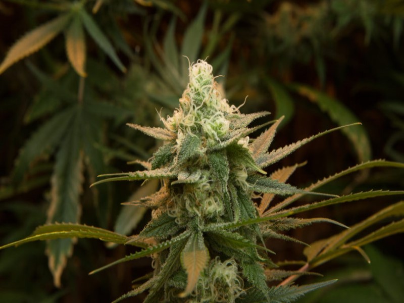 Составляющие каннабиса