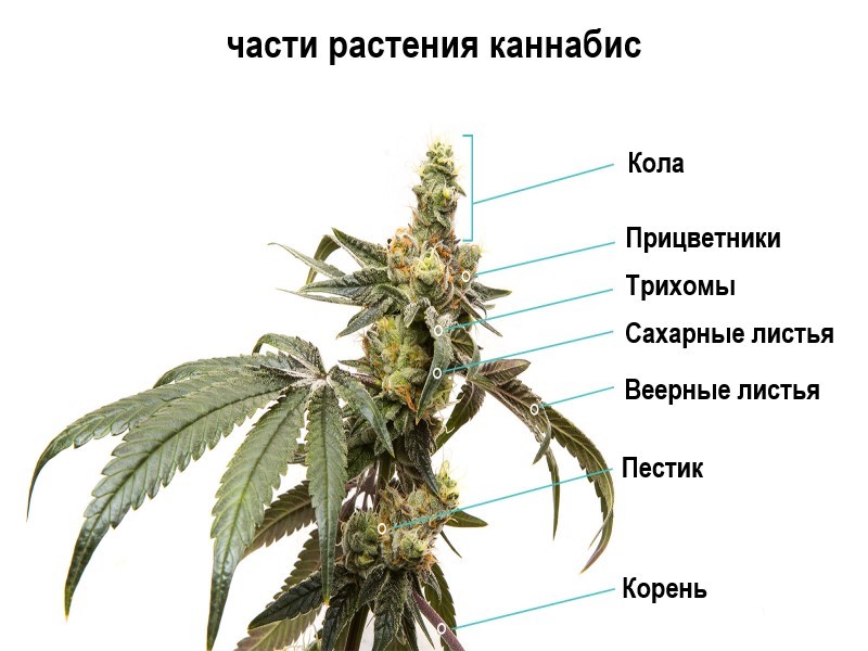 Составляющие каннабиса