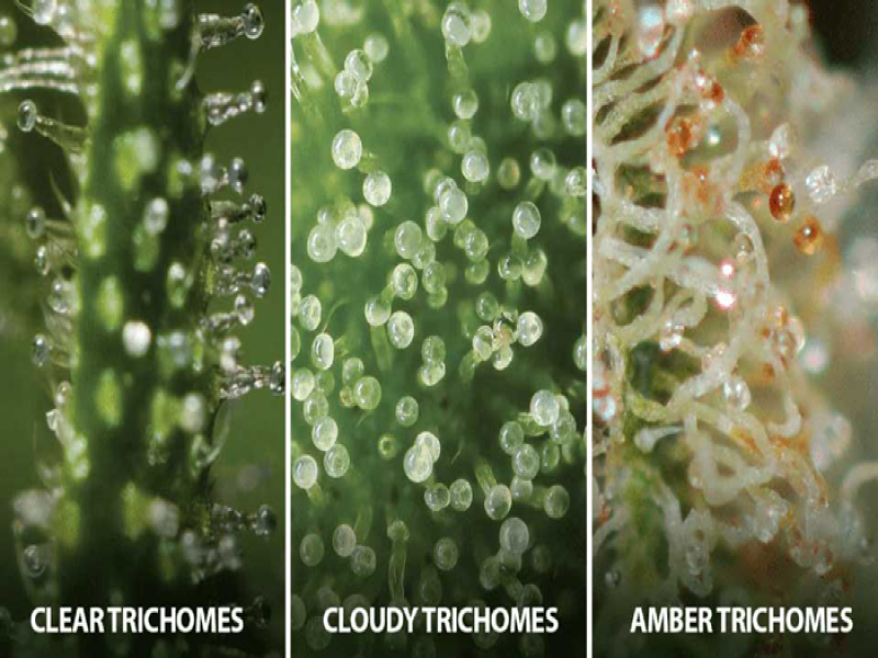 Когда лучше всего промывать растения?